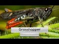 Grasshopper Sound - 1min onWILD Ep.1 | DiogoOliveiraPhotography