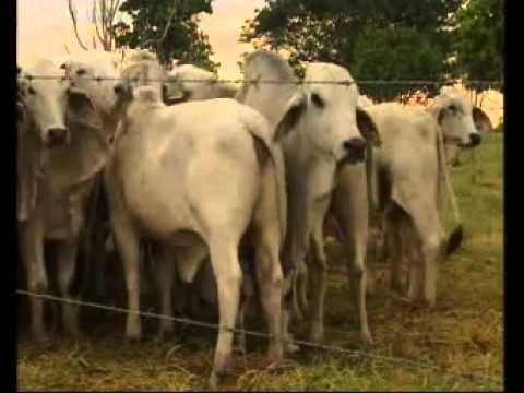 Pembiakan Lembu Brahman