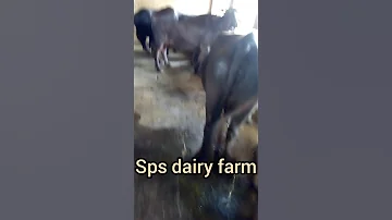 Sps Dairy Farm Kurukshetra Beautiful Buffalo Murrah Bull 