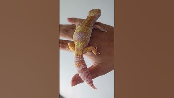Albino keeper Leopard Gecko