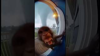 Monkey Flies Into Tornado (No Animals Were Harmed)