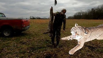 Bobcat Trapping Ep.13, 2023 #kentucky #trapping #bobcat