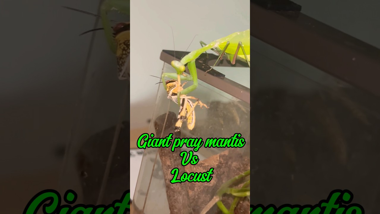 Praying mantis vs locust 👀 #mantis #pets #bugs #fyp #wildlife #predator #prey #uk #shorts #wow