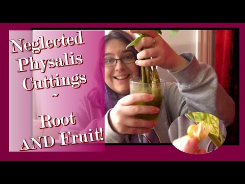 Fabulous Physalis Cuttings. Pot On & Prattle |Enplotment