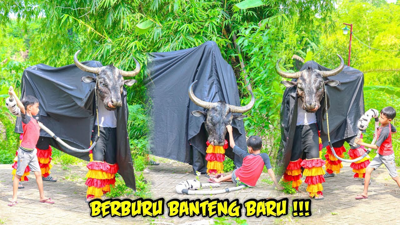 BERBURU BANTENG BARU LAGI 🤩🐂‼️