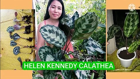 HELEN KENNEDY/CALATHEA