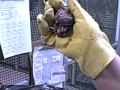 Baby Vampire Bat