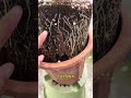 The Hidden Truth Behind Withered Triangle Plum Blossoms: Stunted Seedlings Explained