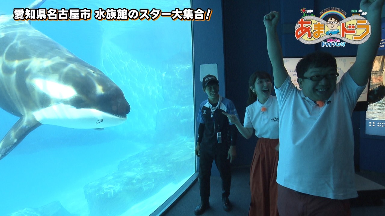 ウミガメの赤ちゃんに会える♡ 名古屋港水族館(名古屋市港区)【あまドラ~天野っちのドライブしよう!!~】