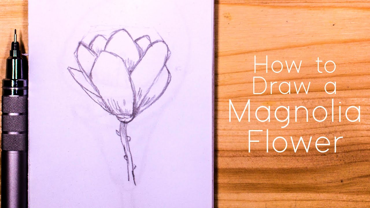 Drawing Line Drawing Magnolia Flower Illustration PNG Images | AI Free  Download - Pikbest