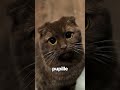 Tutti I Gattari Fanno Questo Errore…😳😾