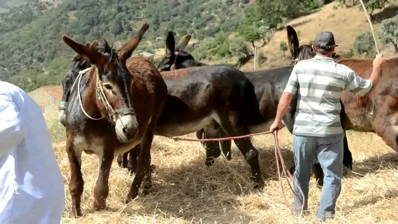 San Mauro Castelverde - A PISATINA - Servizio civile 2014