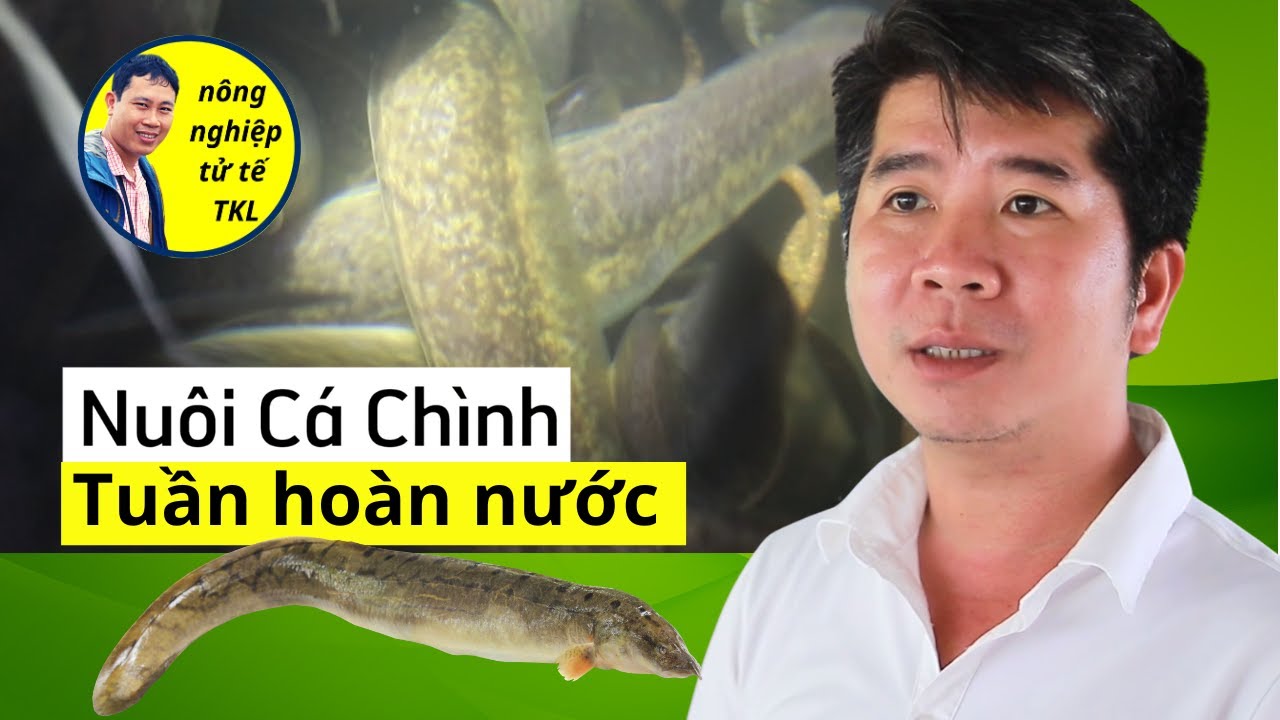 Kỹ thuật nuôi cá chình trong hệ thống tuần hoàn nước của anh Trần Sơn Nhật