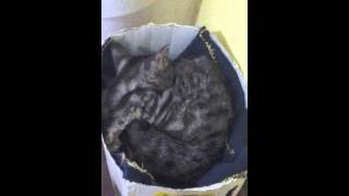 #How cat FUNNY washing himself | Как прикольно моется кошка HD