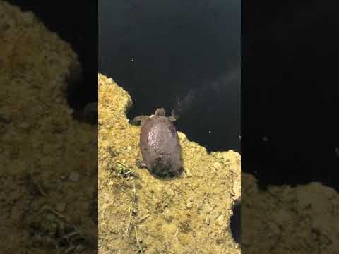 Massive snakehead attacks Big snapping turtle. (Full Fight)