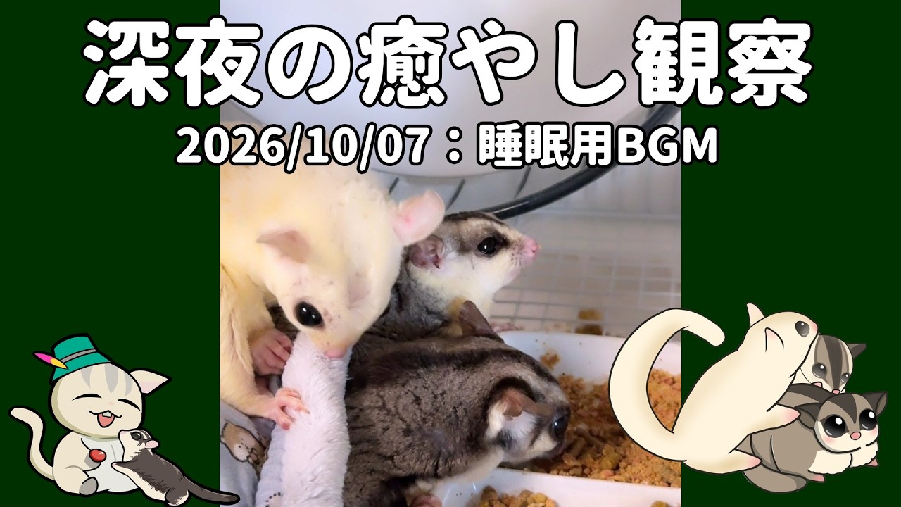 lo-fi Hip-Hop】深夜観察2026/10/07 Late-Night Sugar Glider Care
