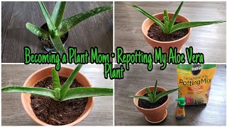 Repotting My Aloe Vera Plant | Plant Mom | Java Juice