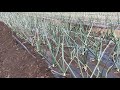 小さい玉ねぎは３月にコレやるだけで大きくなります！【玉ねぎ栽培】23/3/13