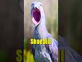 Birds That Made People Call 911 😲