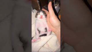Does Any Kitten Sleep This Deep? 😂