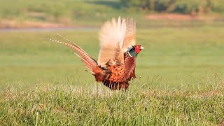 Jagdfasan Balz. Ein Fasanenhahn auf Freiersfüßen.