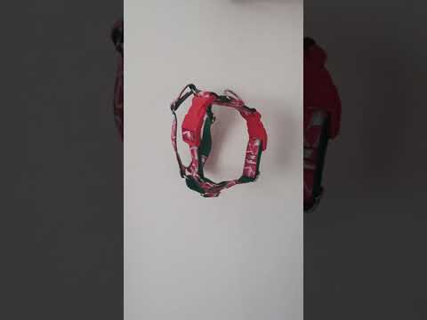 Dinnye kutyahám DogleDesign