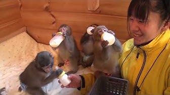 志村動物園 Youtube