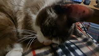 Dreaming cat talks in her sleep by Cookie the Calico 20,228 views 2 years ago 41 seconds