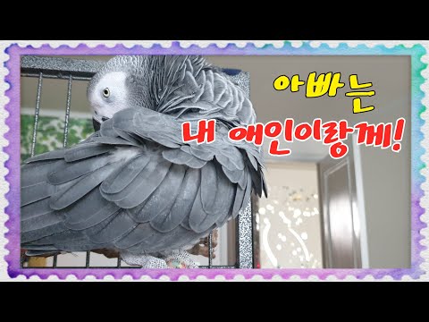 ㅋㅋ [연구대상 <strong>앵무새똘이</strong>]