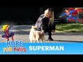 The smartest homeless dog evades us. Loreta used Spider-woman&#39;s superpower to save Superman! 🕸️🦸‍♂️