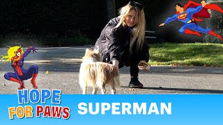 The smartest homeless dog evades us. Loreta used Spiderwoman's superpower to save Superman! ‍♂