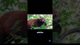 Red Panda - The Panda In Name | Part-4