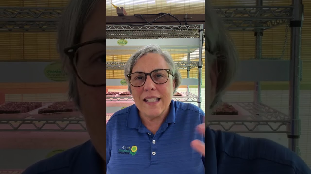 Replay: Ask a Flower Farmer - Live Q&A with Lisa Z!