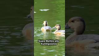 Suara Belibis alis kuning / Polos