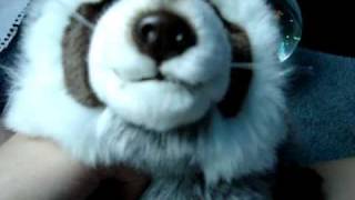 Webkinz being random in a tent! :) (with Sabrinaxwebkinz)