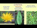 CYNTHIA (spring flower)