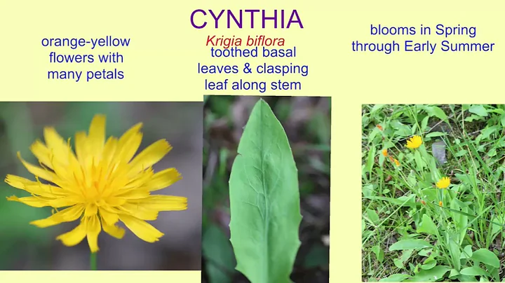 CYNTHIA (spring flower)