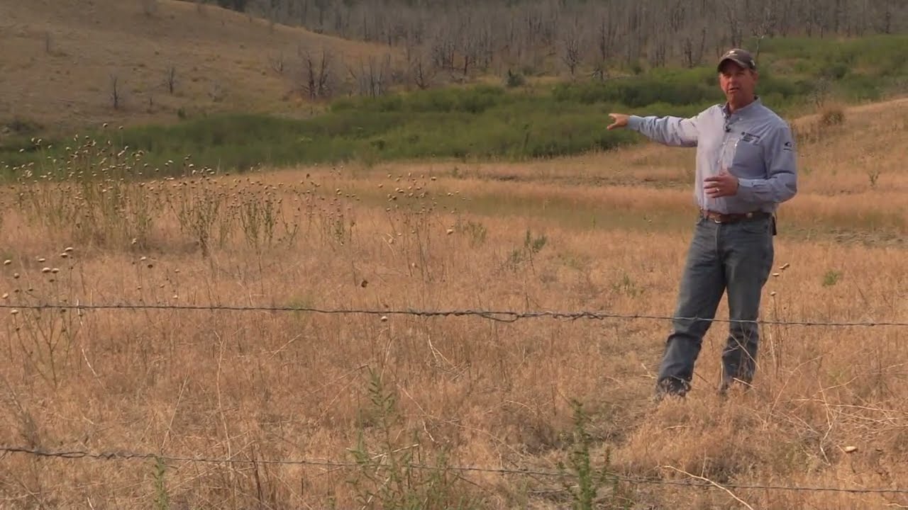 Managing Cheatgrass: Key Considerations
