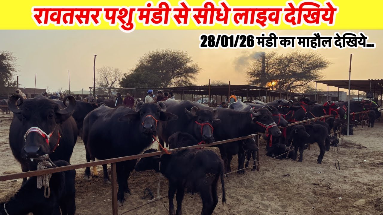 रावतसर पशु मंडी से सीधे लाइव देखिये 28/01/26 का माहौल कैसा रहा.VINU KINEWS is live