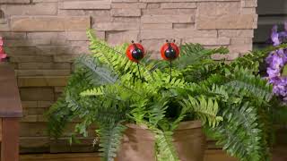 Wind and Weather Bug Plant Picks
