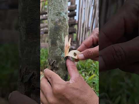 #satisfying #lifeisbutadream #garden #bushcraft  #bonsai #nature #bonsaitree #amazing #diy #fruit