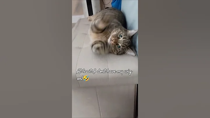 Video 8027821: cutecat meow, cats catlover funny