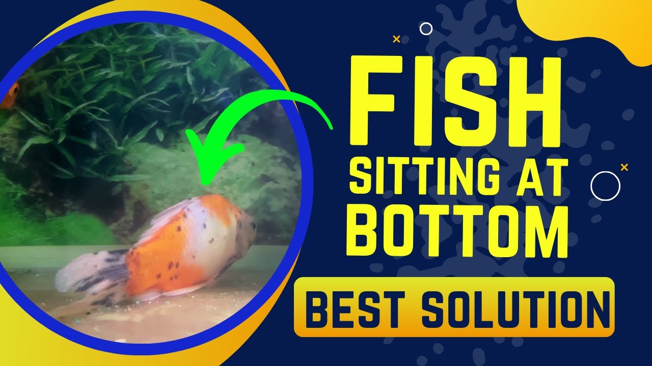 Fish Sitting At The Bottom Of the Tank || Fish Not Moving - Blue ...