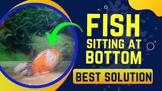 Fish Sitting At The Bottom Of the Tank || Fish Not Moving - Blue Aquatics
