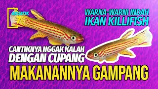 HOW TO CARE FOR KILLIFIS, THE MOST COLORFUL ORNAMENTAL FISH