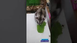 Que Gulosa - Hamster Russo