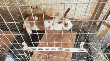 Freeze Proof No Fill Rabbit Watering System