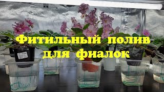видео: Фитильный полив для фиалок Как правильно поставить фиалку на фитиль?фиалки от листочка до цветочка картинка: Фитильный полив для фиалок Как правильно поставить фиалку на фитиль?фиалки от листочка до цветочка