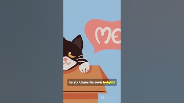 5 Amazing Cat Facts You Didn’t Know!