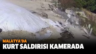 Malatya'da Kurt Saldırısı Kamerada